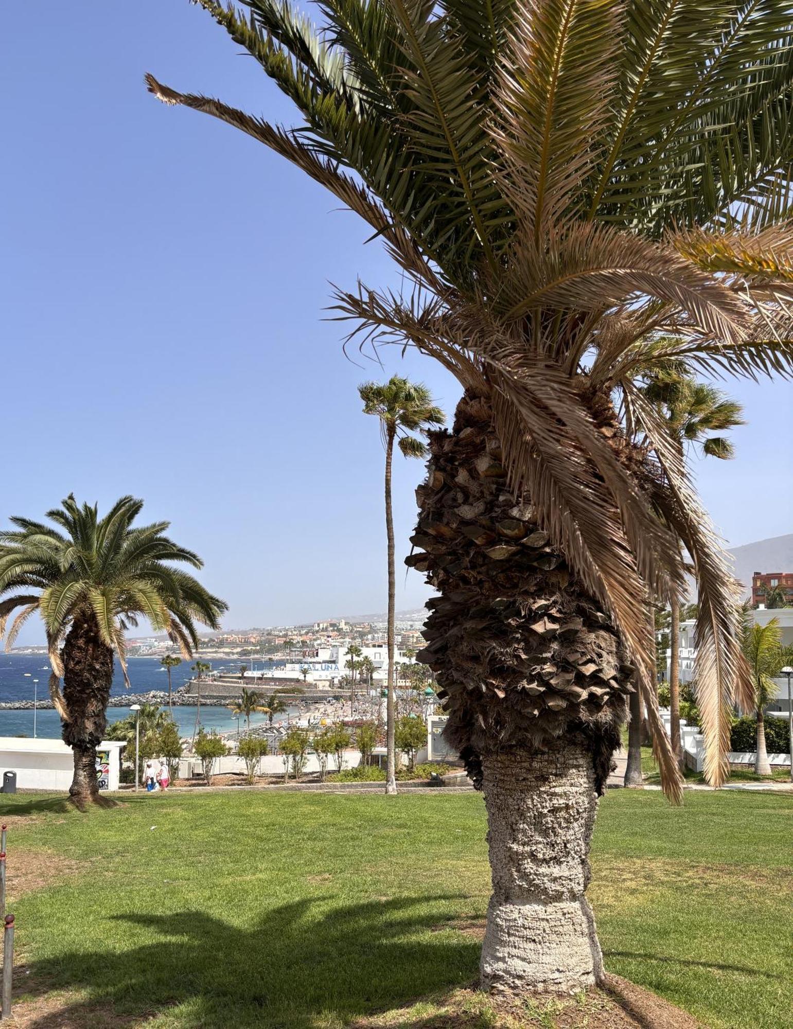 Ocean View Near The Beach Costa Adeje Exteriör bild